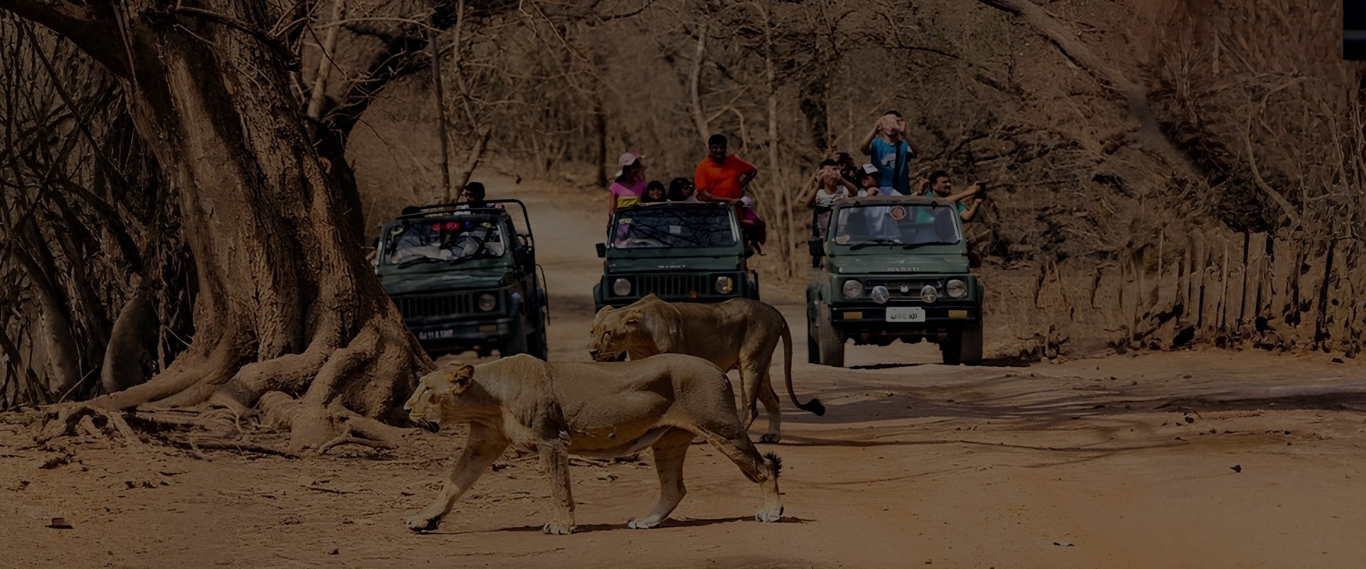 https://vsquareholidays.com/uploads/Gir Jungle Safari Tour Package